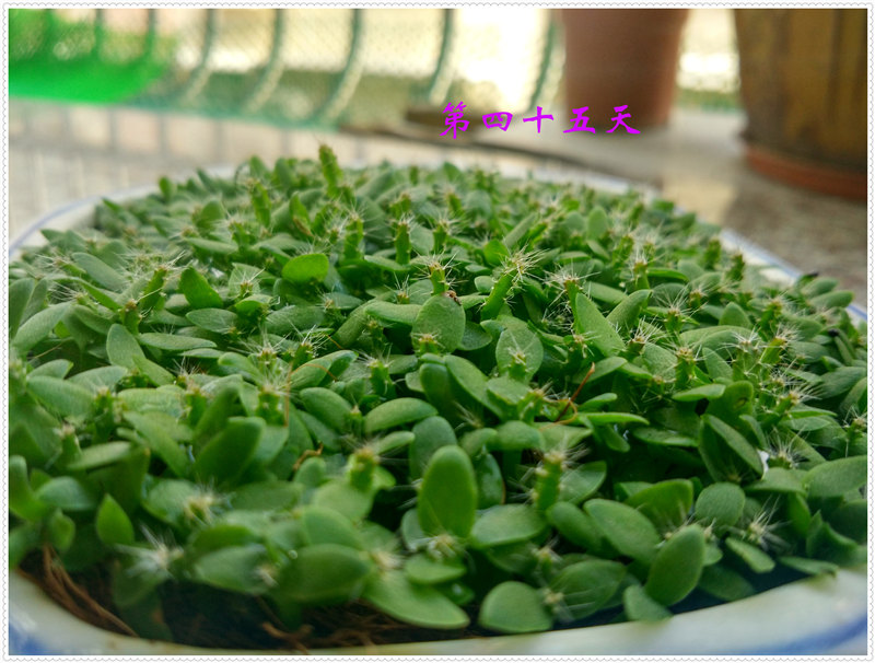 15.3IMG_20170704_152419_HDR .jpg