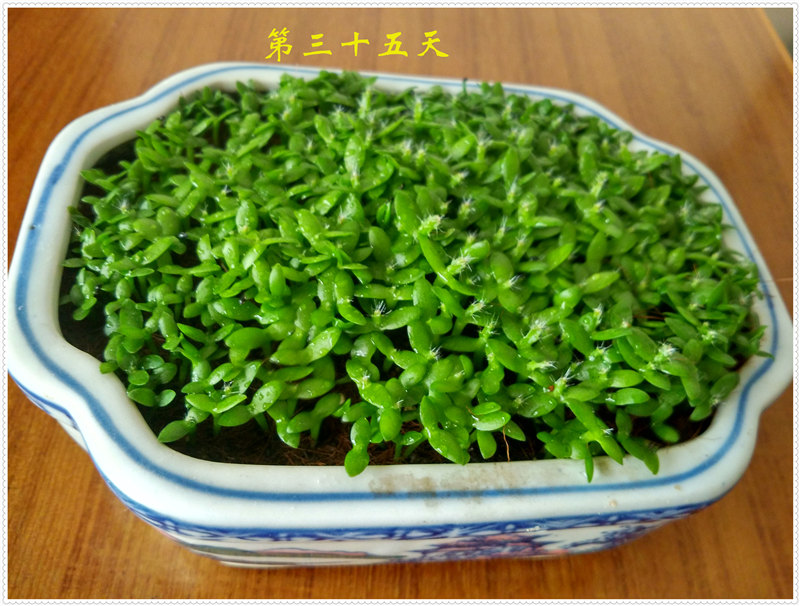 12.1IMG_20170625_174144_HDR .jpg