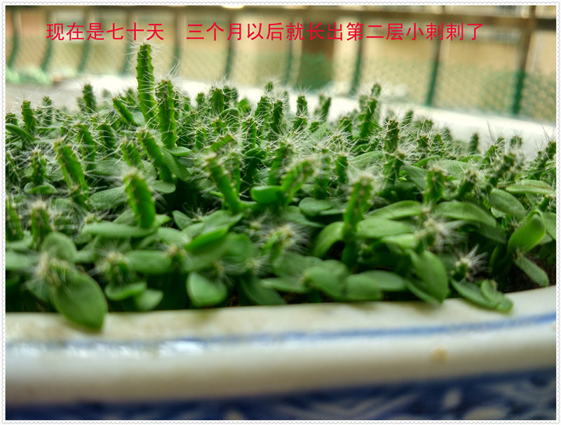 24IMG_20170801_100854_HDR .jpg