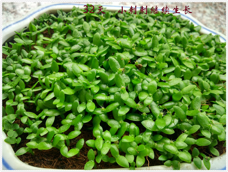 11.1IMG_20170622_101733_HDR .jpg