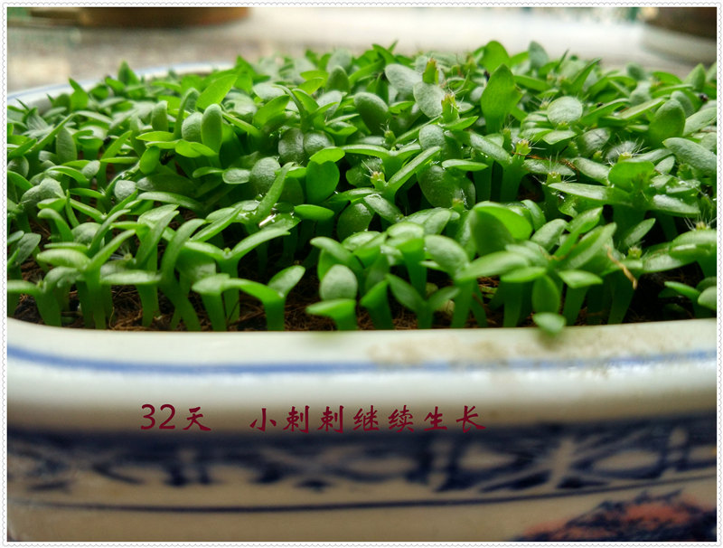 11.3IMG_20170622_101811_HDR .jpg