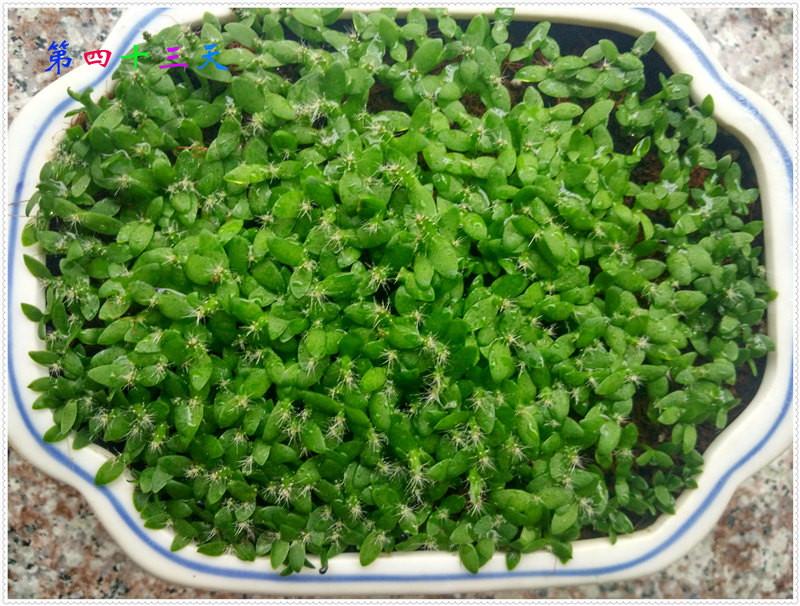 14.2IMG_20170703_153653_HDR .jpg