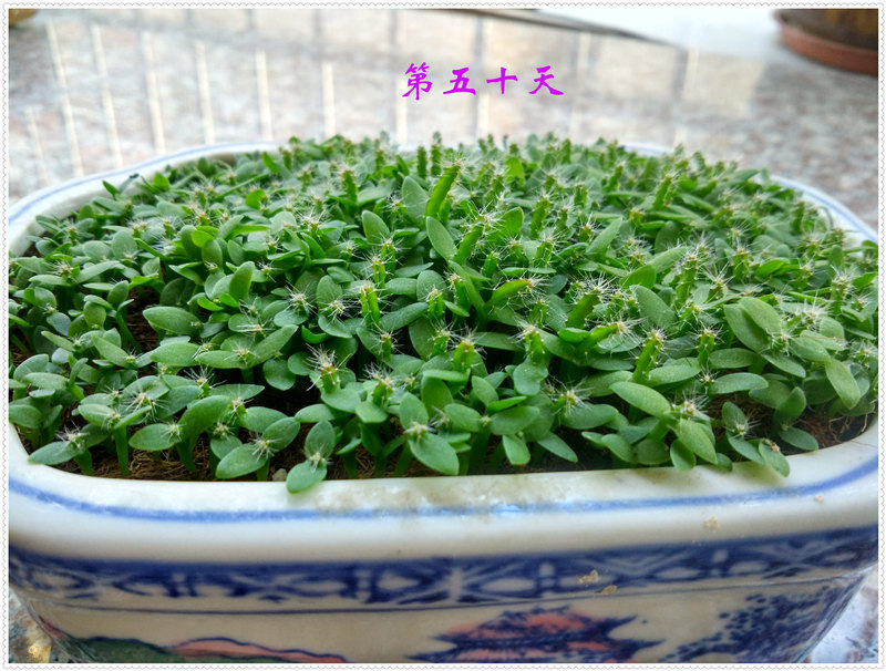 16IMG_20170711_115936_HDR .jpg