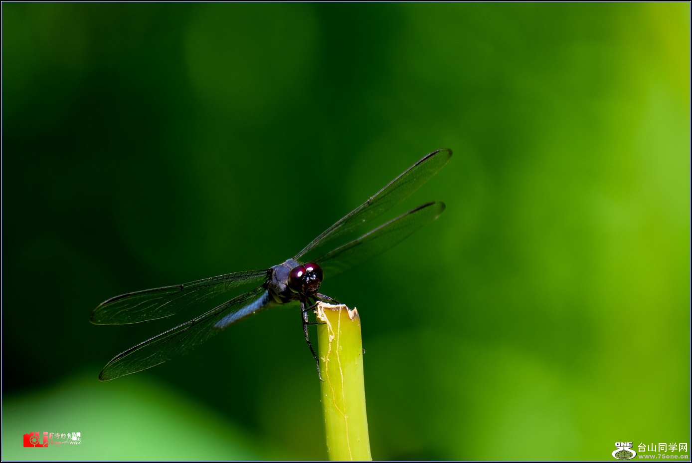 DSC_6520.jpg