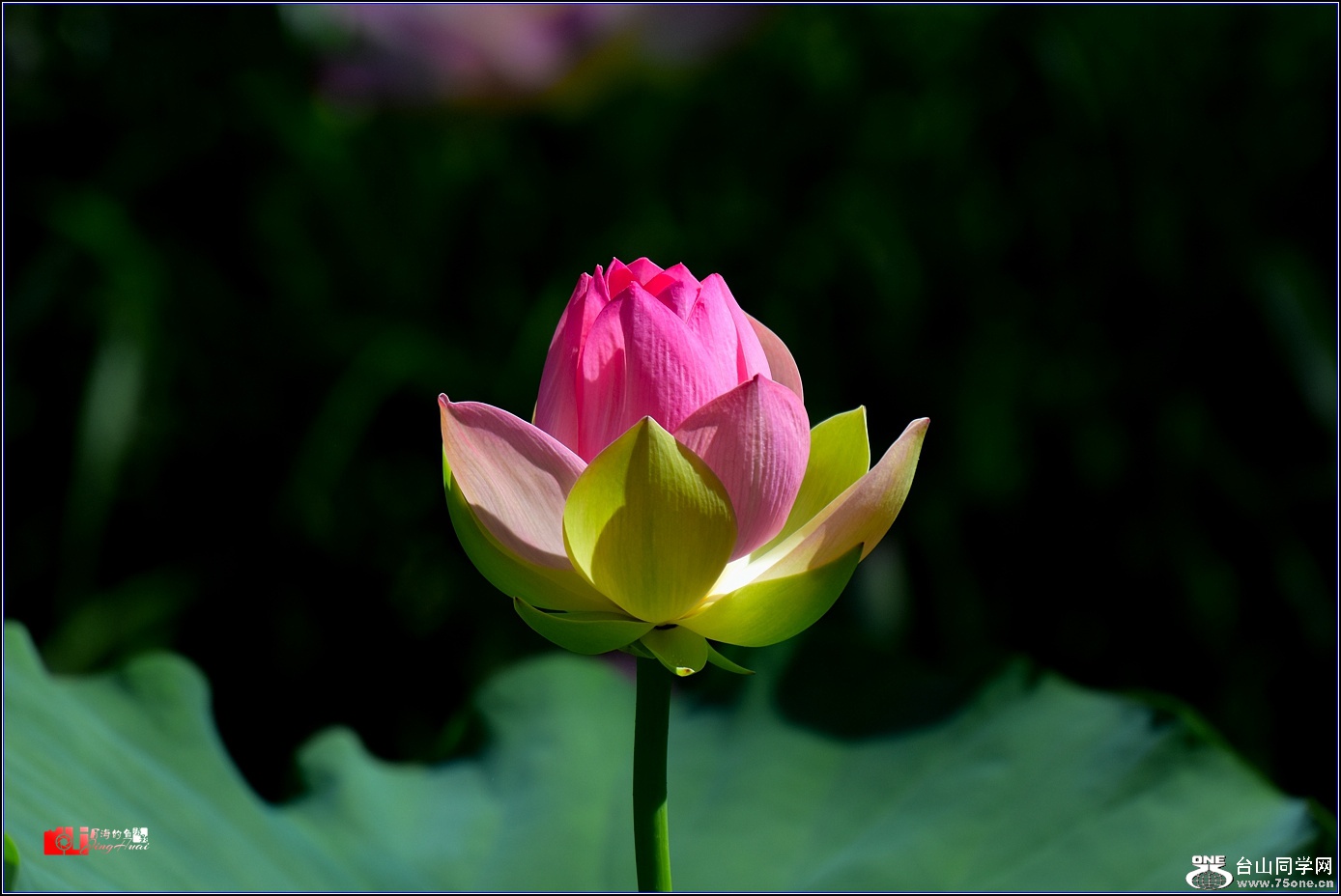 DSC_6480_.jpg