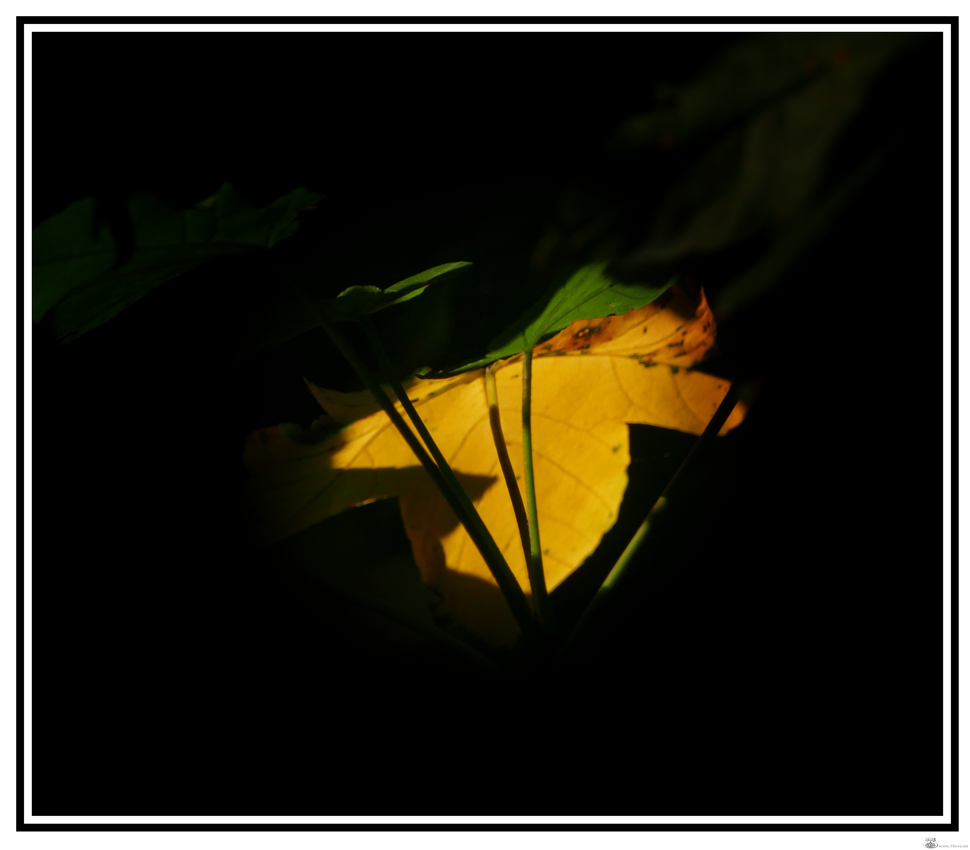 L3020703_conew1.jpg