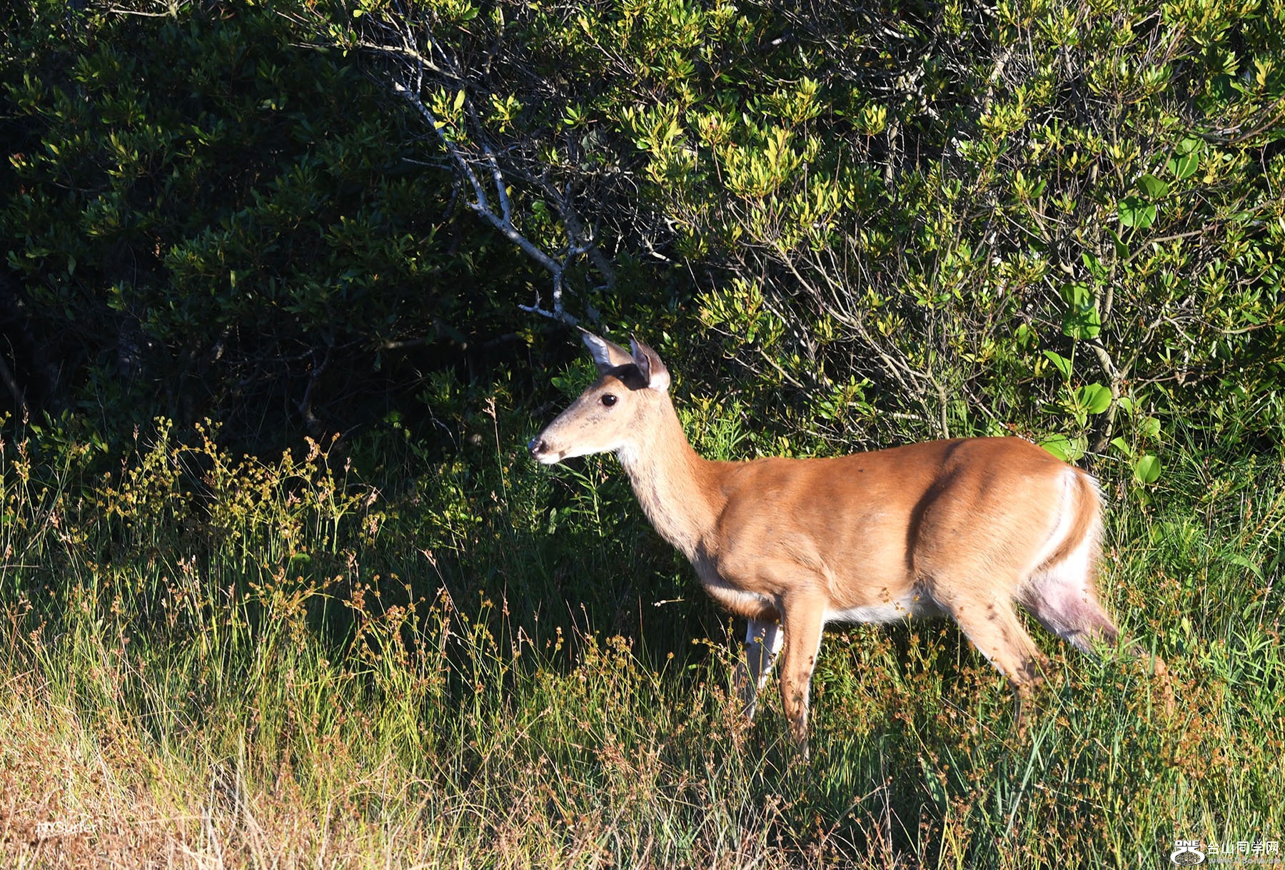 DSC_21595.jpg