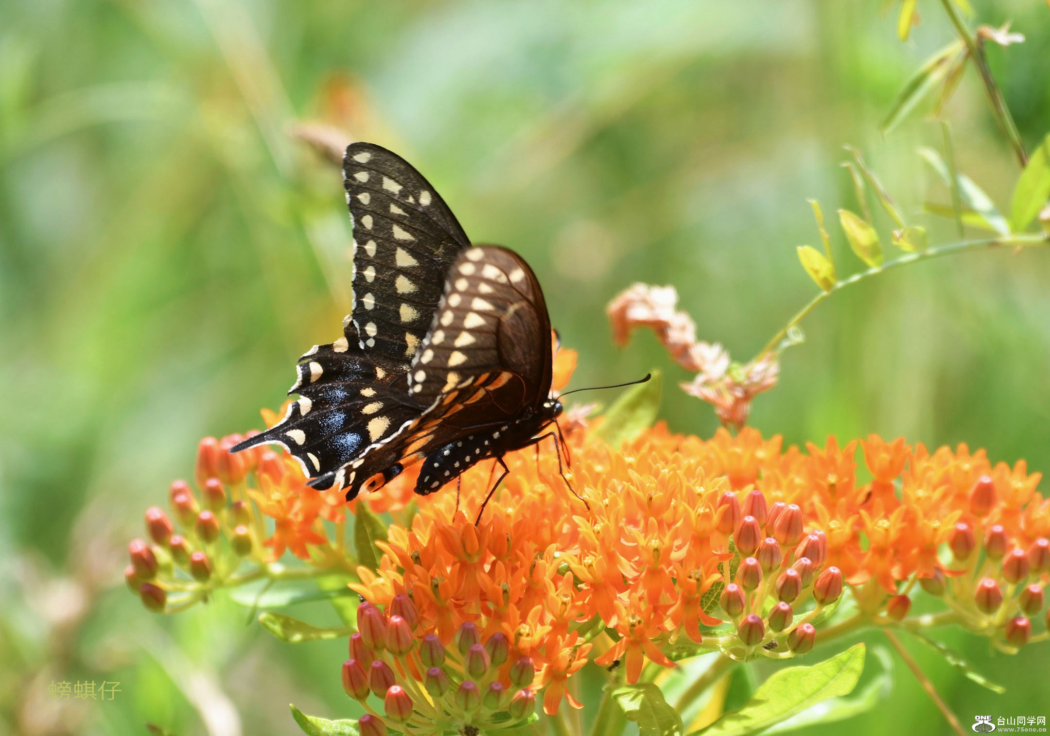 DSC_001239001j.jpg