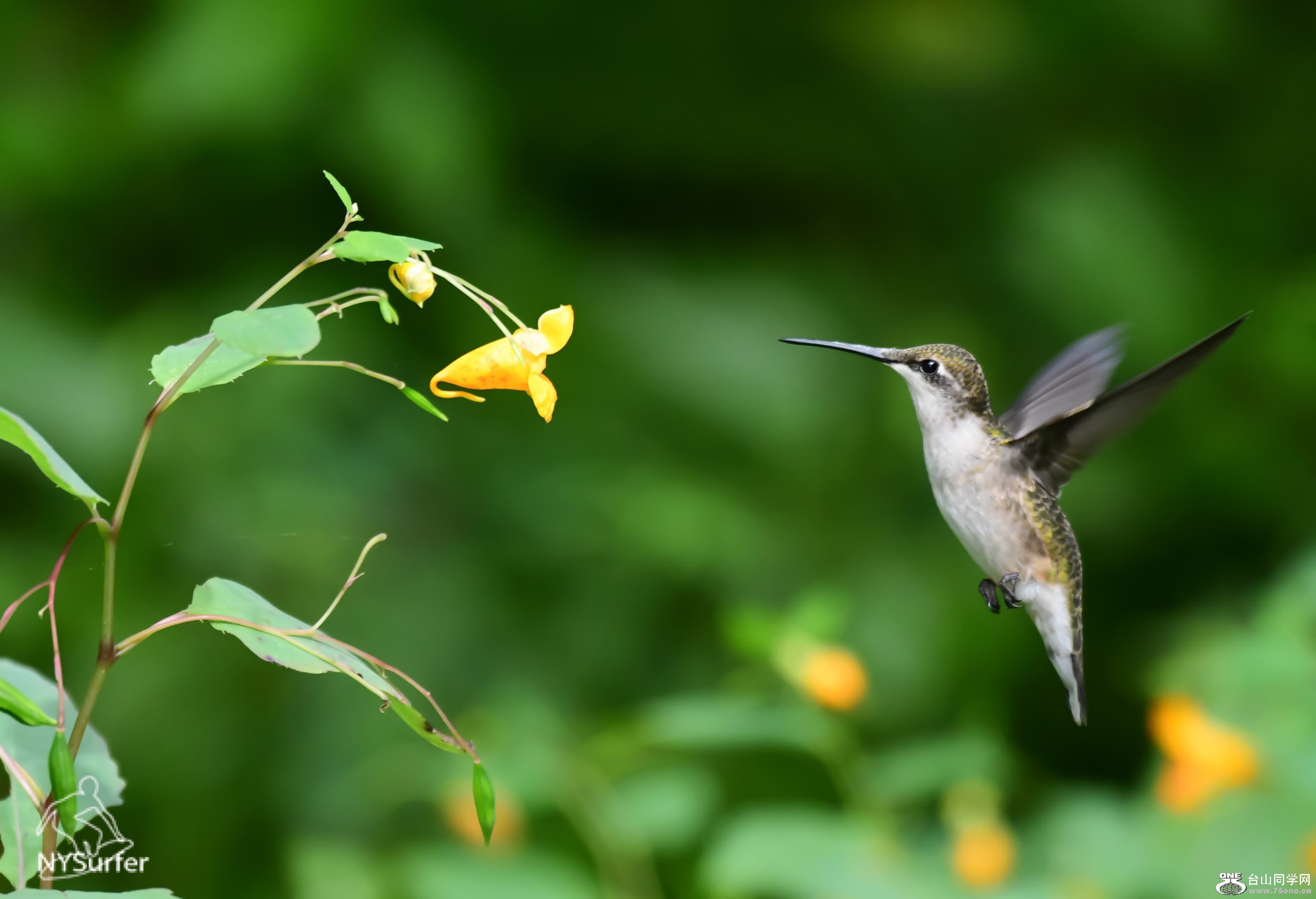 DSC_8663 3.jpg