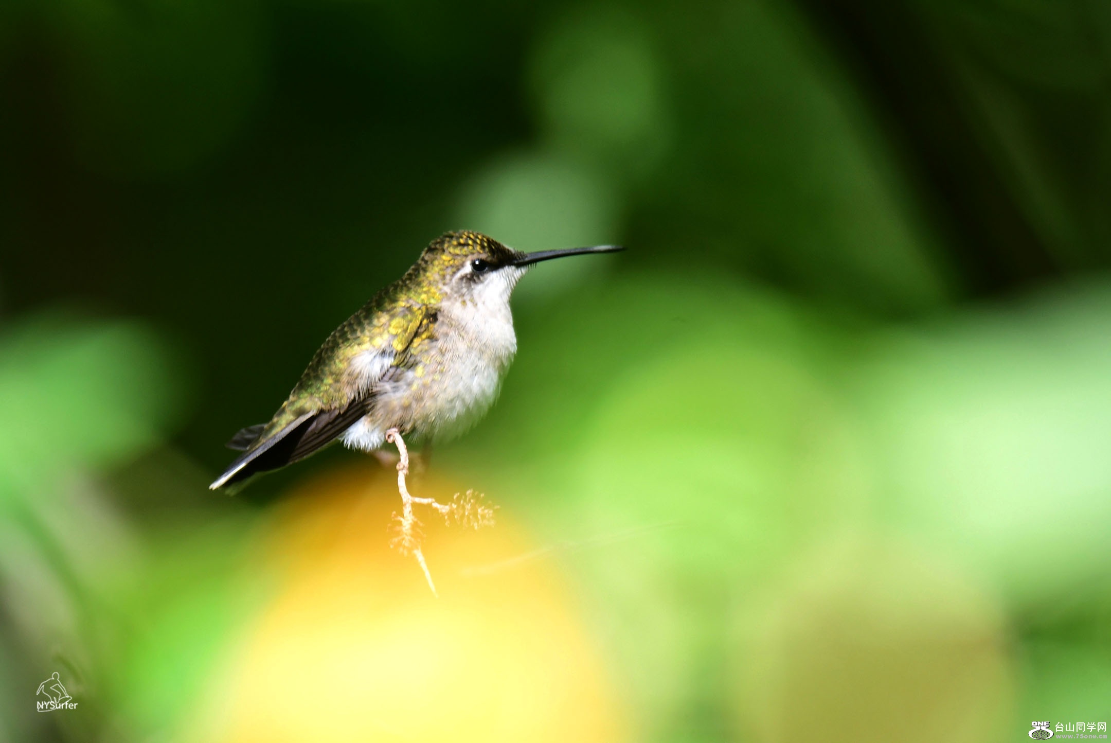 DSC_81518.jpg