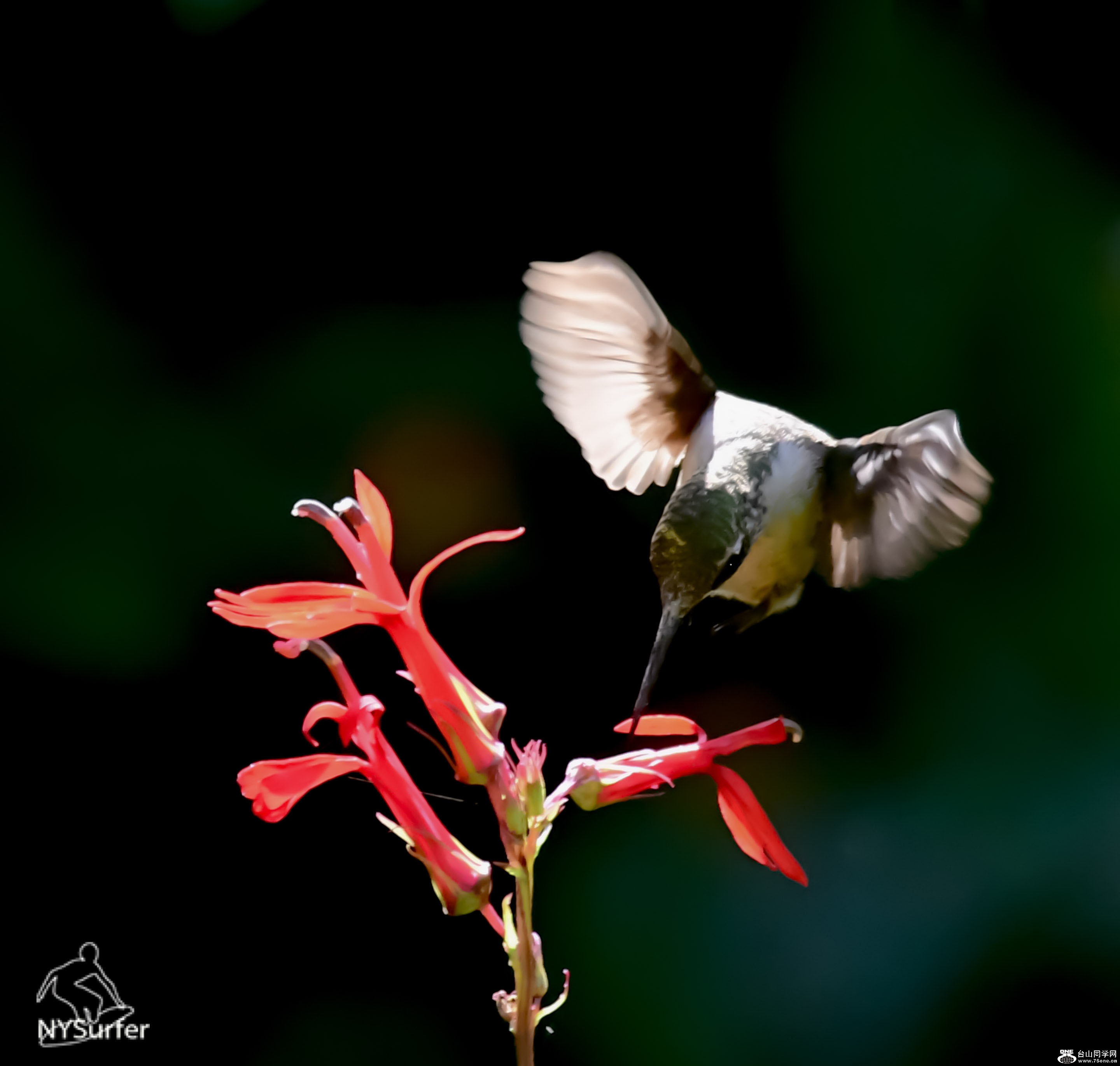 DSC_8336.jpg