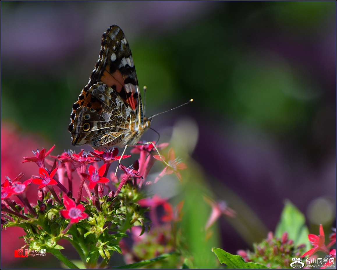 DSC_6066_.jpg