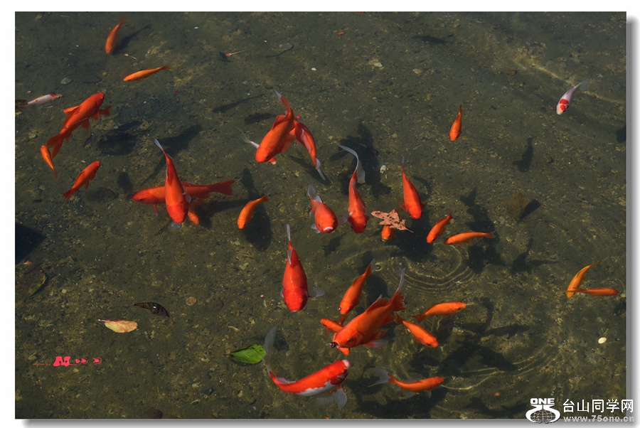 DSC_9866_.jpg