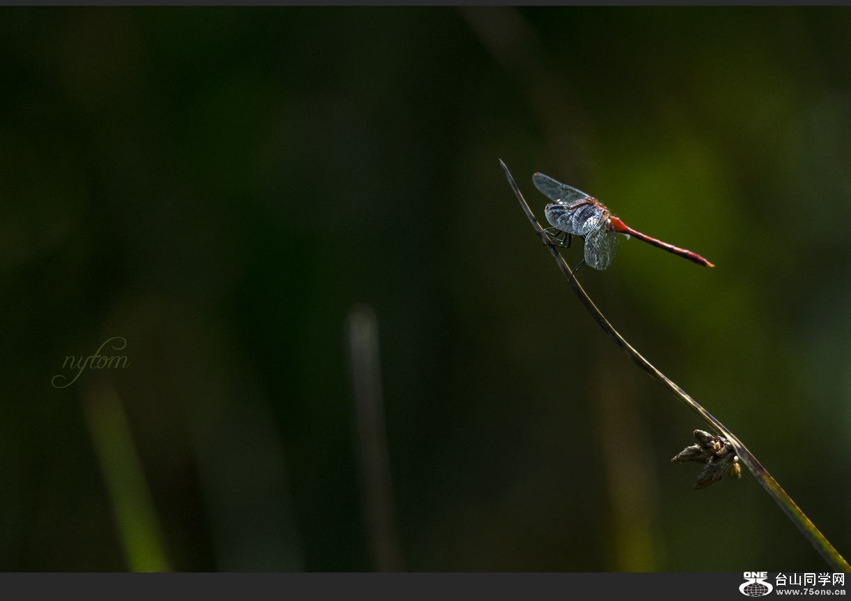 DSC_5161_.jpg