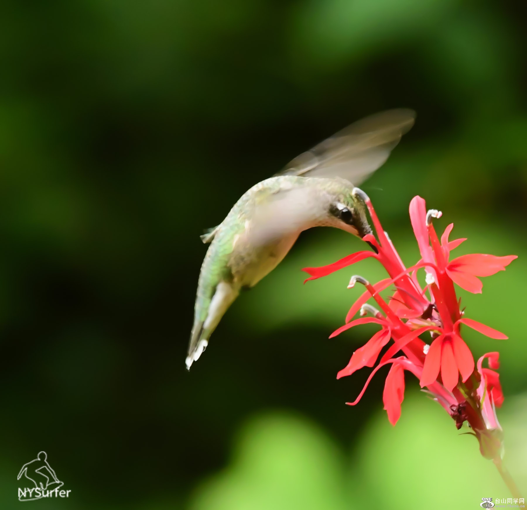 DSC_8125.jpg