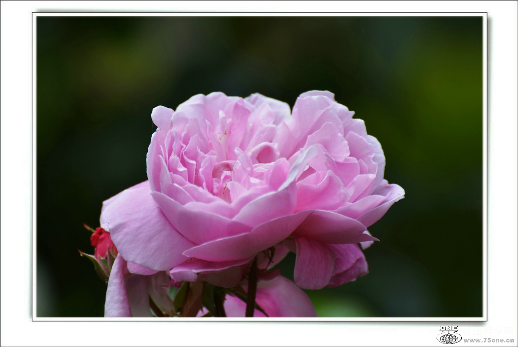 DSC_7396.jpg