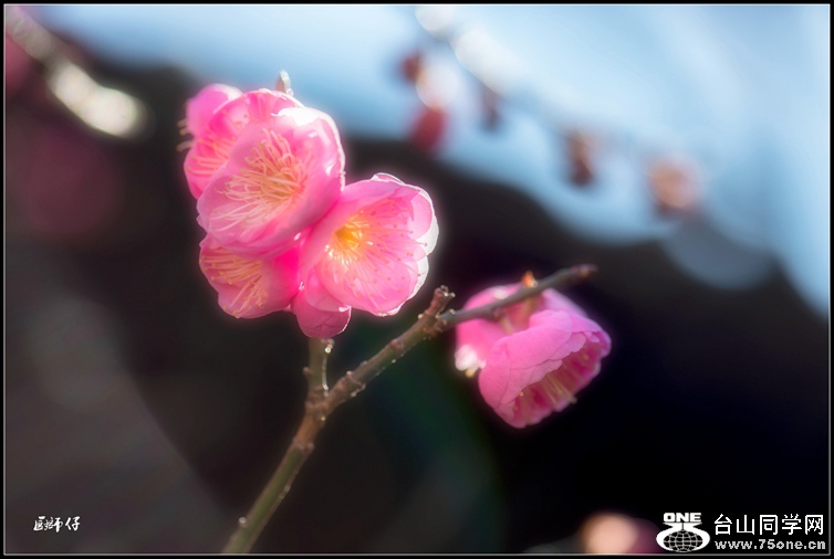 _DSC6068_.jpg
