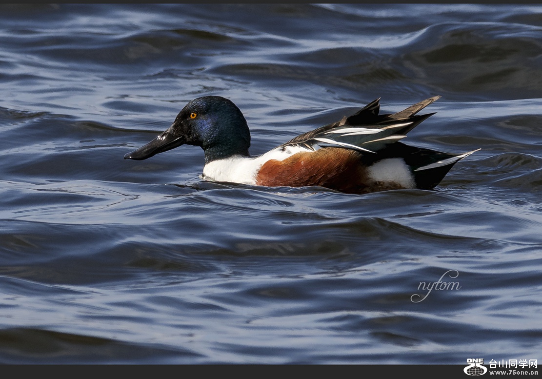 DSC_0092_.jpg