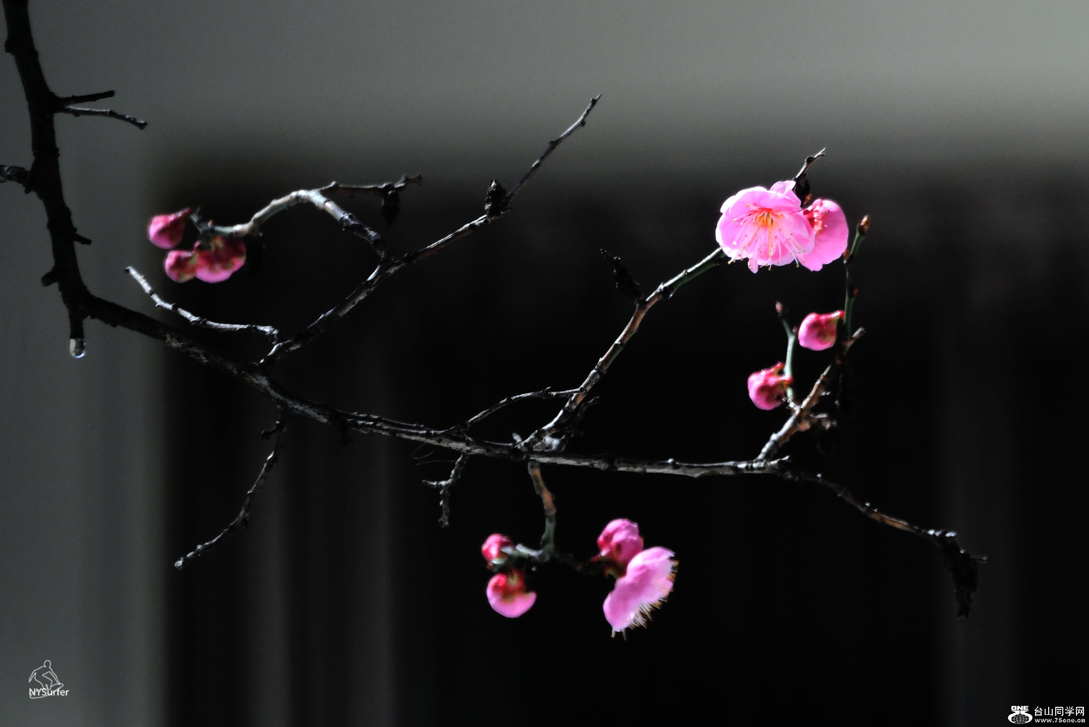 DSC_21317.jpg