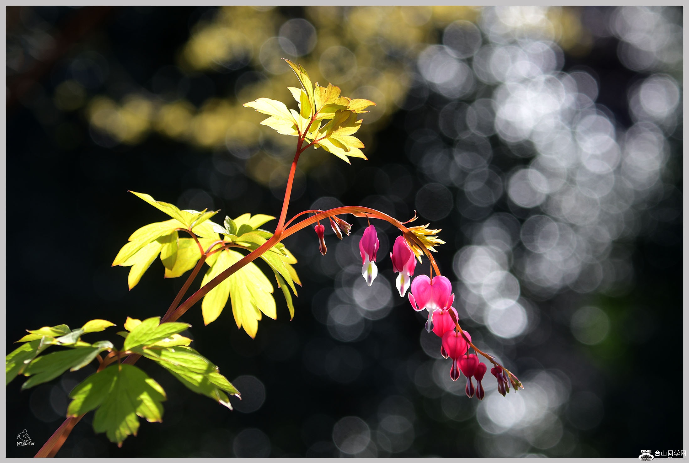 DSC_31978.jpg