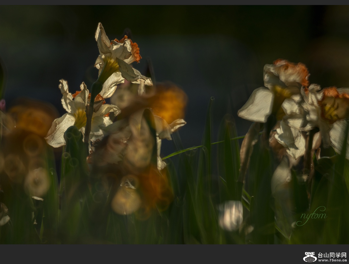 DSC_4497_.jpg