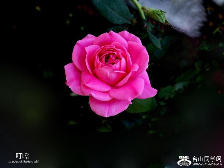 DSC01323a_1.jpg