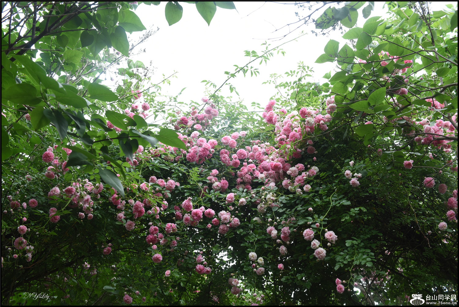 DSC_9212.jpg