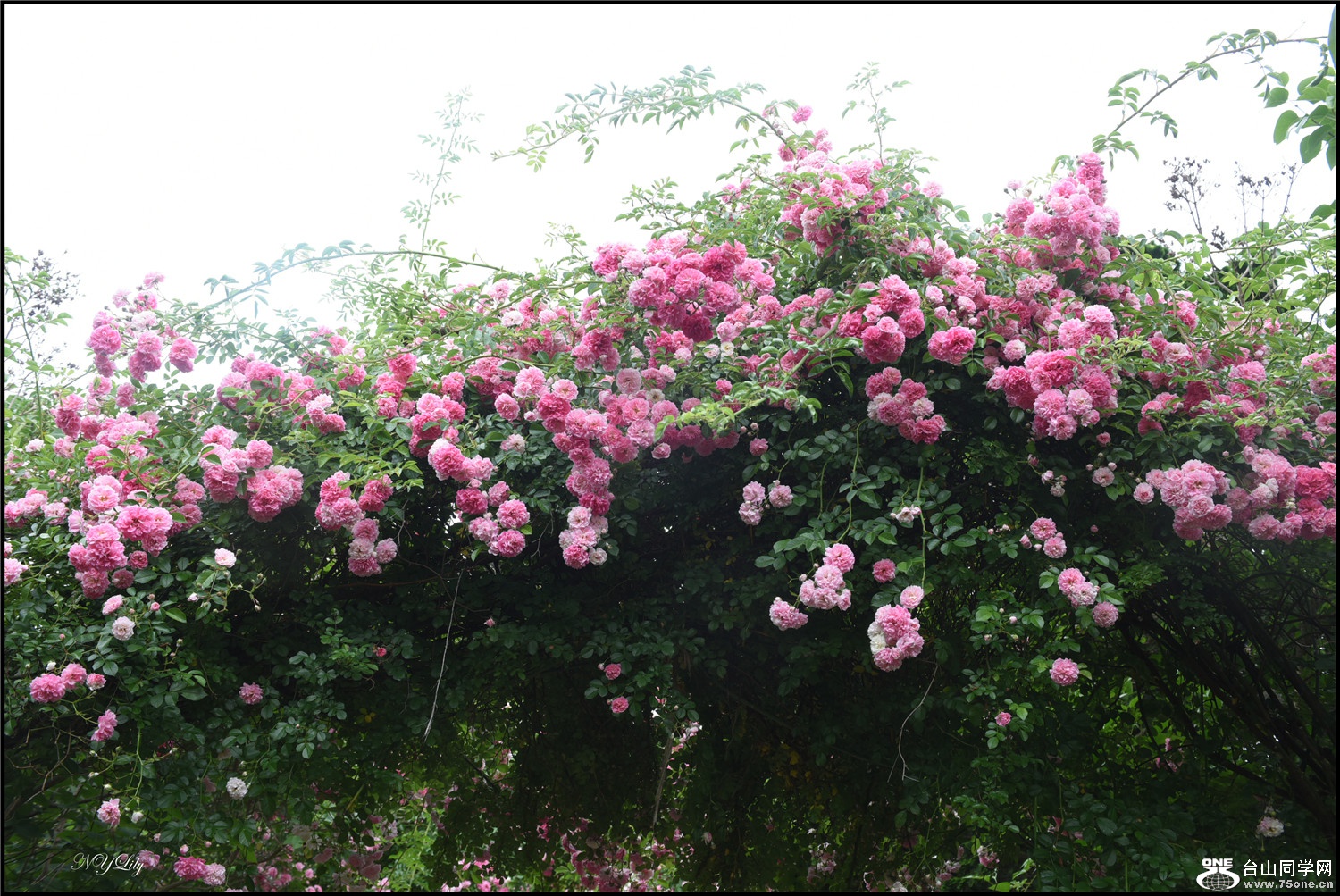 DSC_9223.jpg