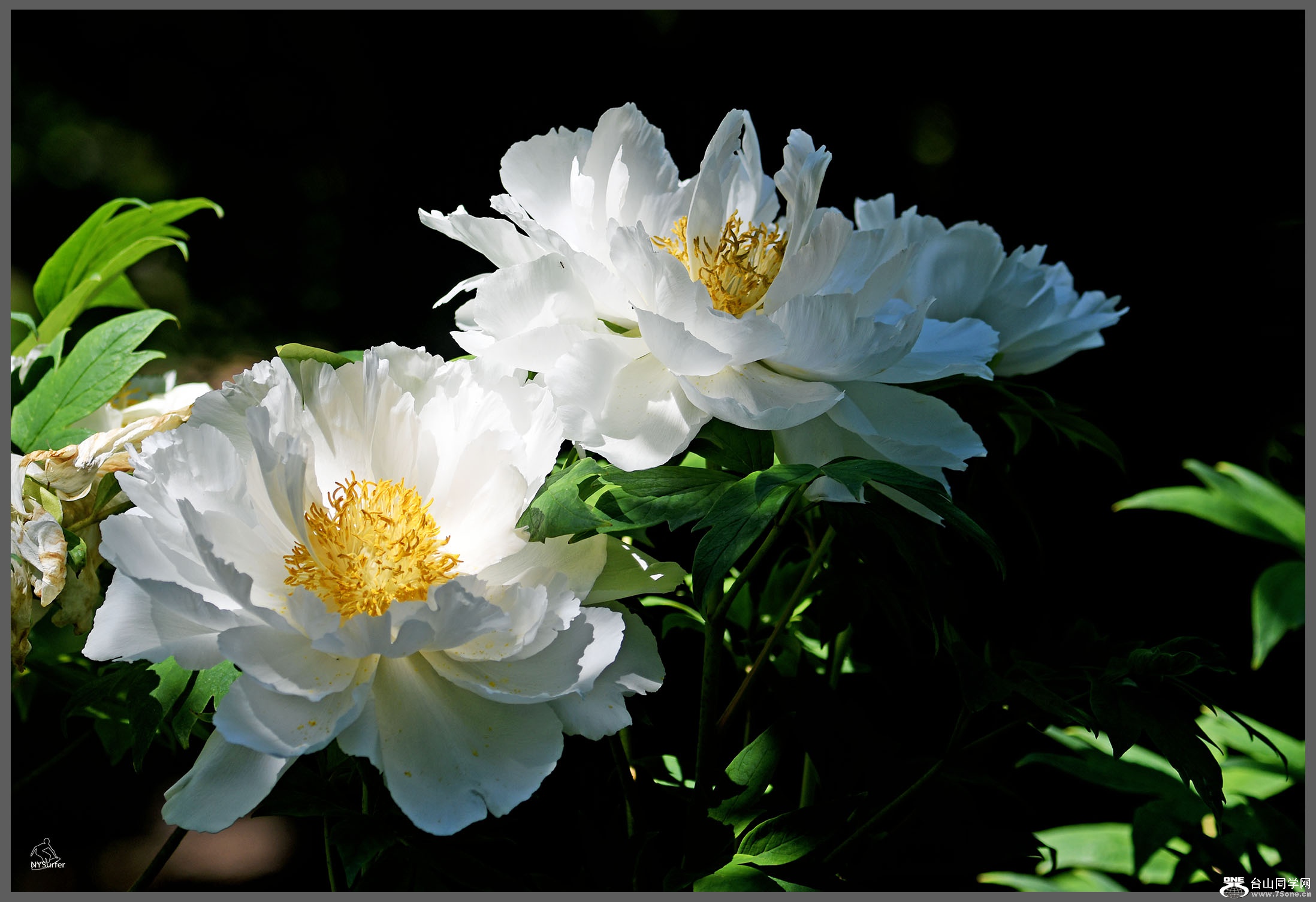 DSC_61484.jpg