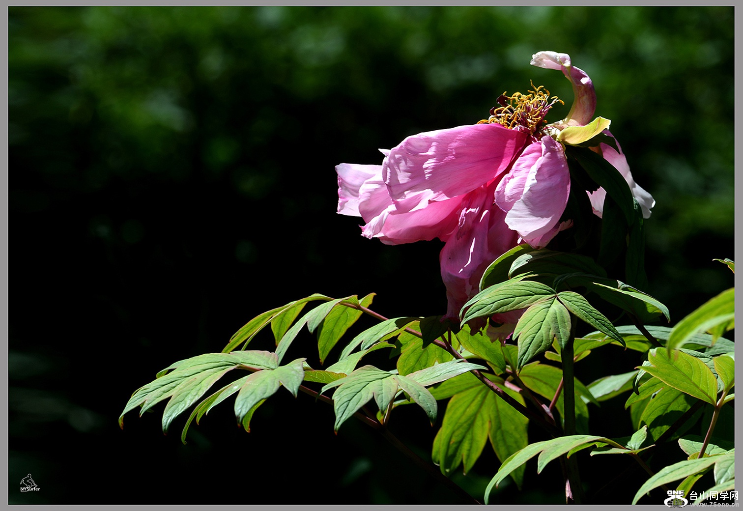 DSC_61436.jpg