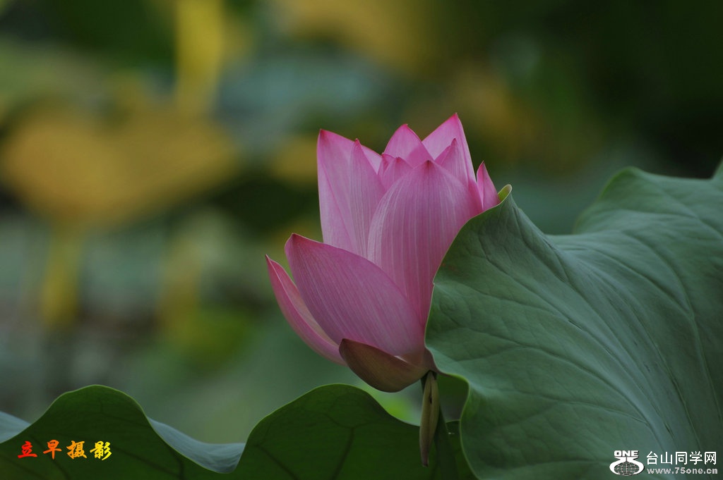 DSC_3699.JPG