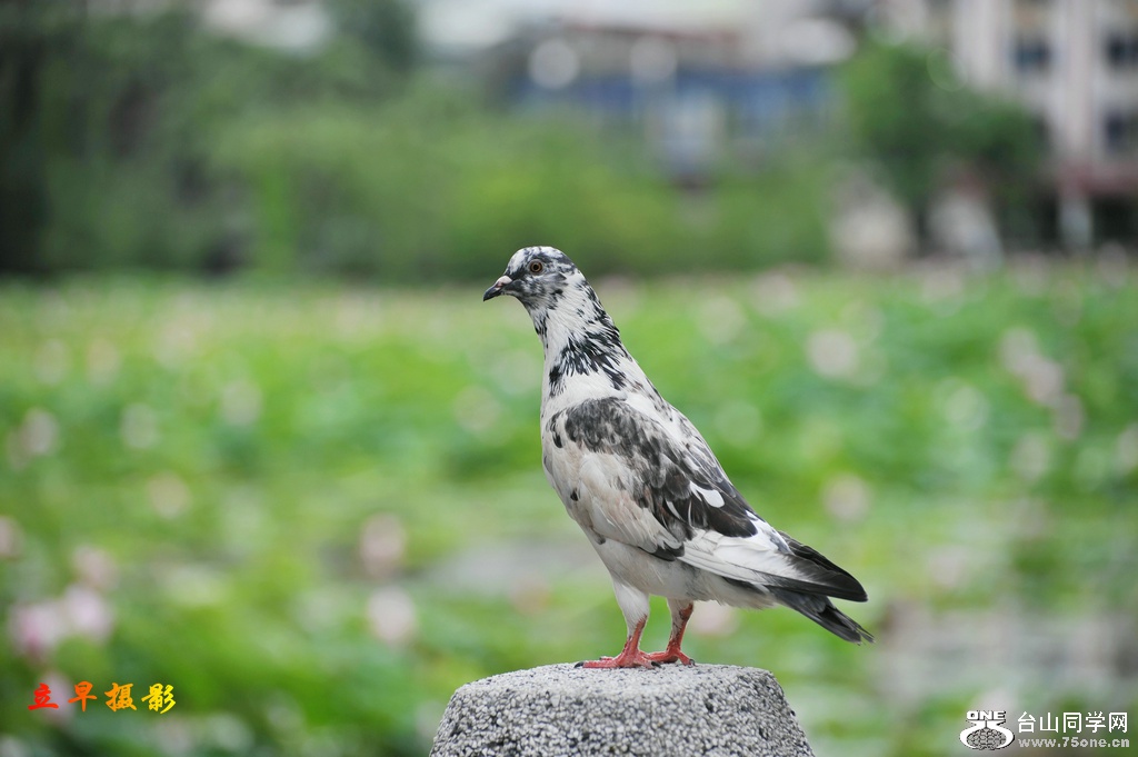 DSC_3859.jpg