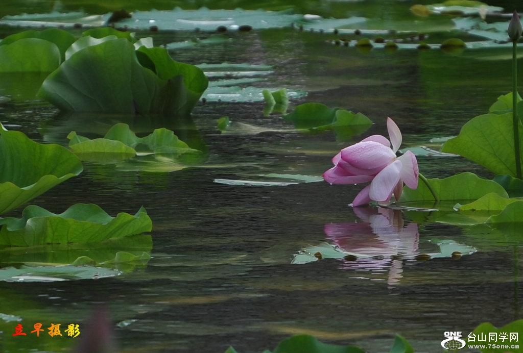 DSC_384.jpg