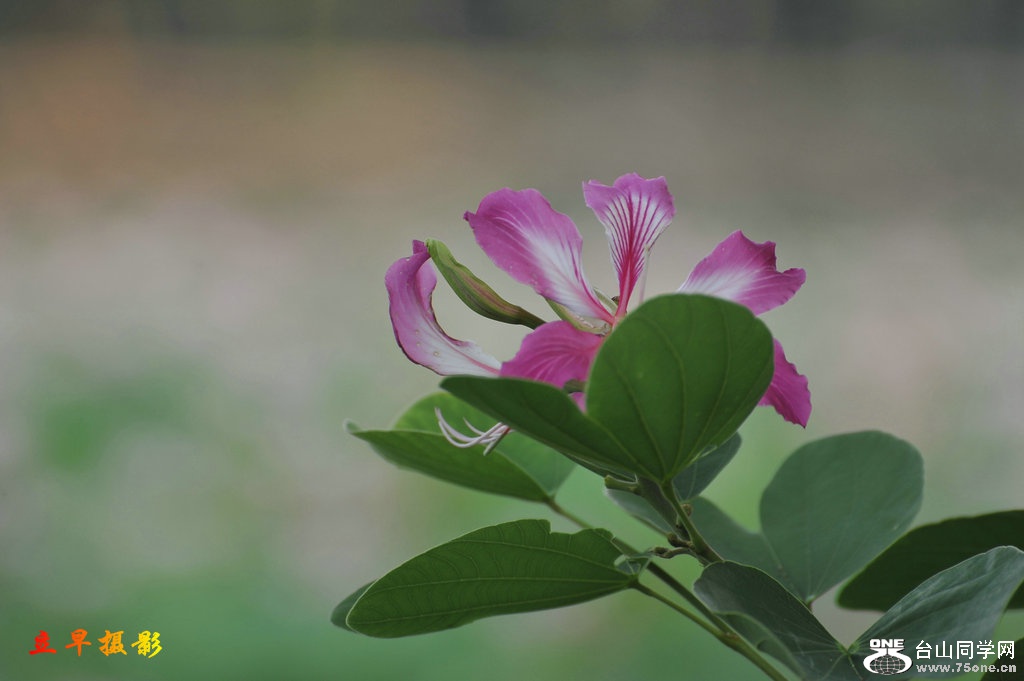 DSC_3701.JPG