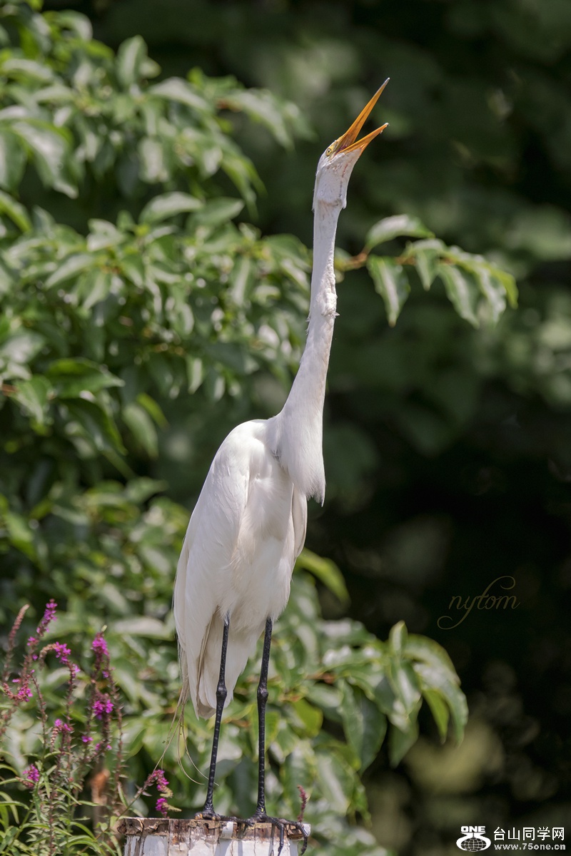DSC_4608_.jpg