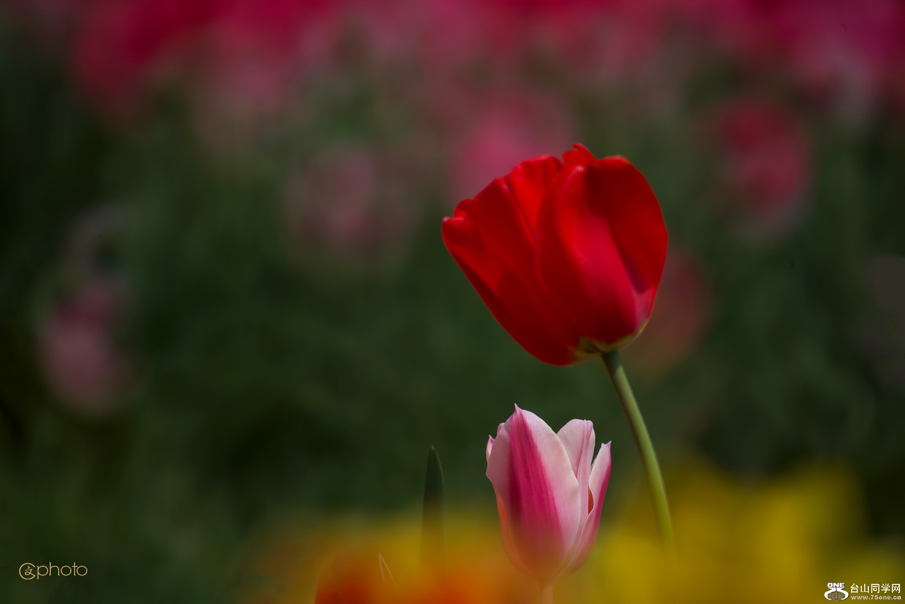 DSC_01766.jpg