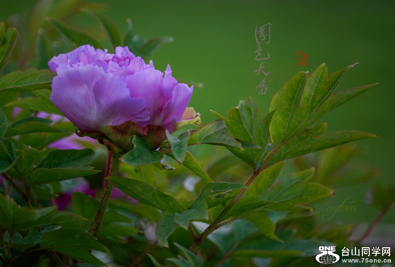 DSC08034._.jpg