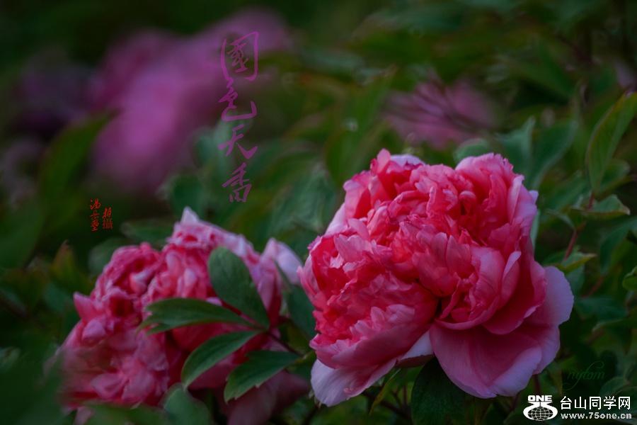 DSC08036._.jpg