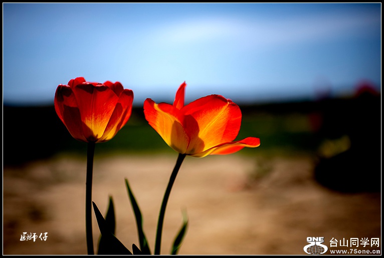 _DSC8704a.jpg