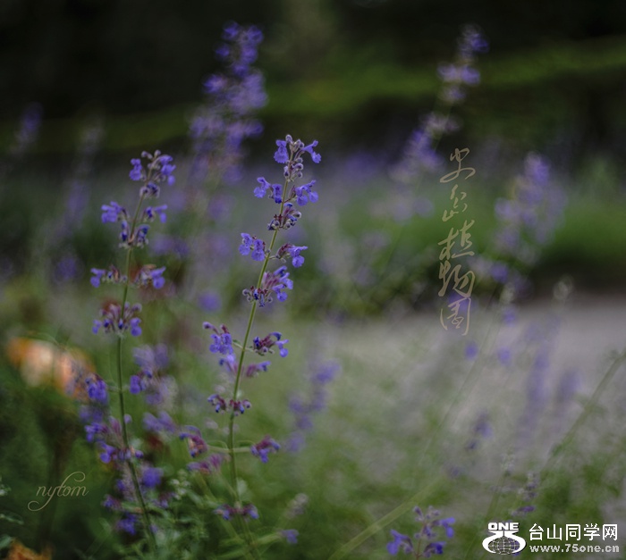 DSC01798_.jpg