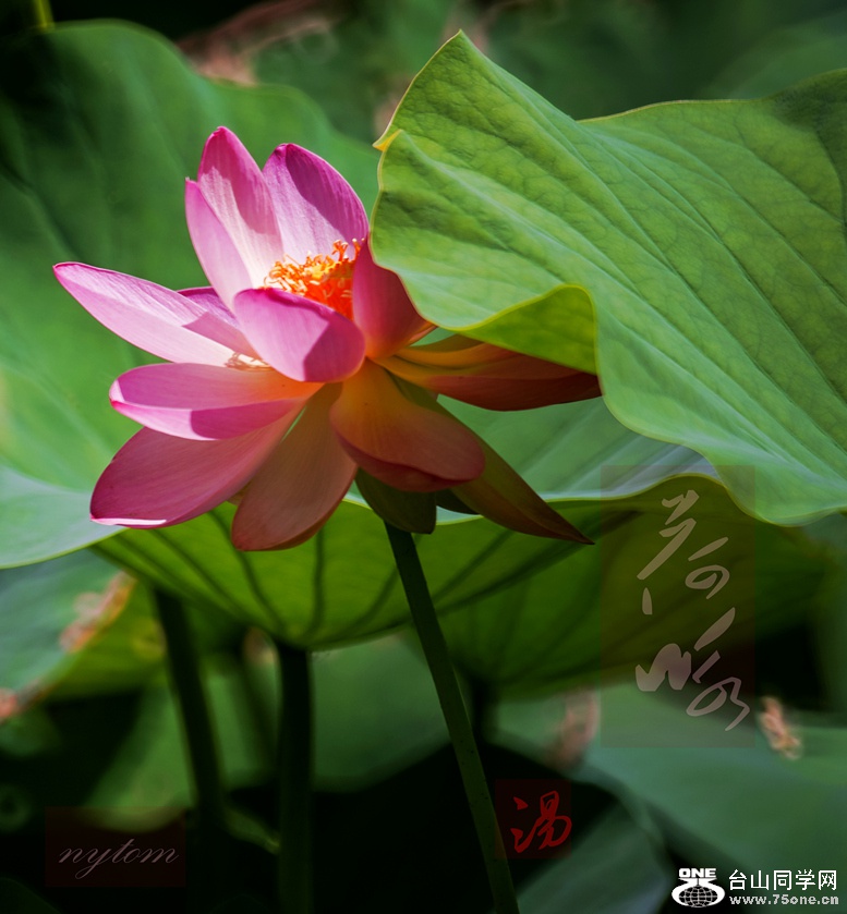DSC07408_.jpg