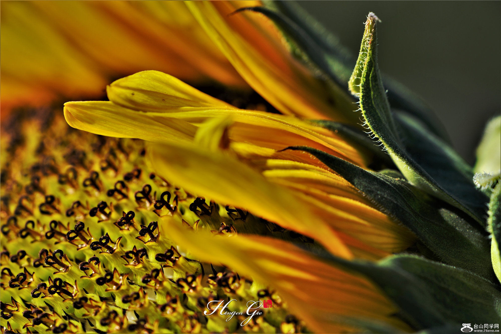 DSC00420-.jpg