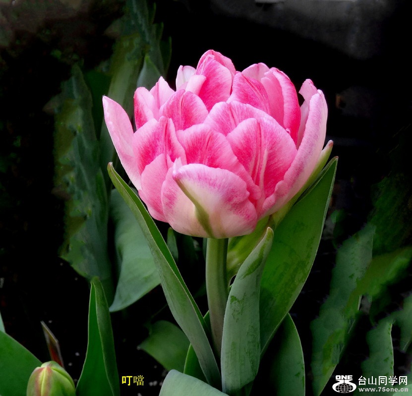 DSC00304z_1.jpg