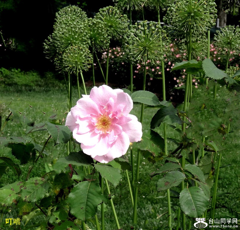 DSC02805b_1.jpg
