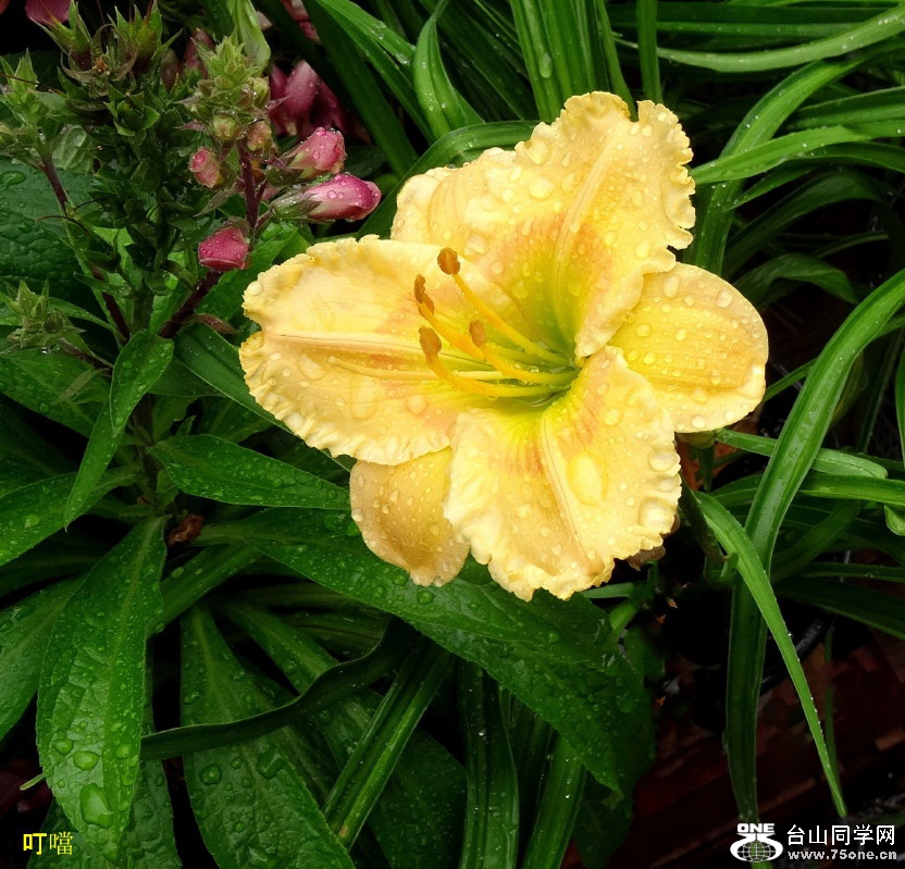 DSC03611cc_1.jpg