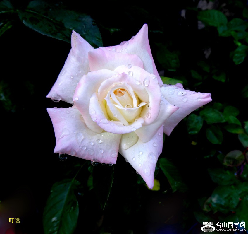 DSC03243b_1.jpg
