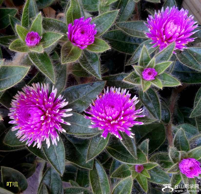 DSC08557b_1.jpg