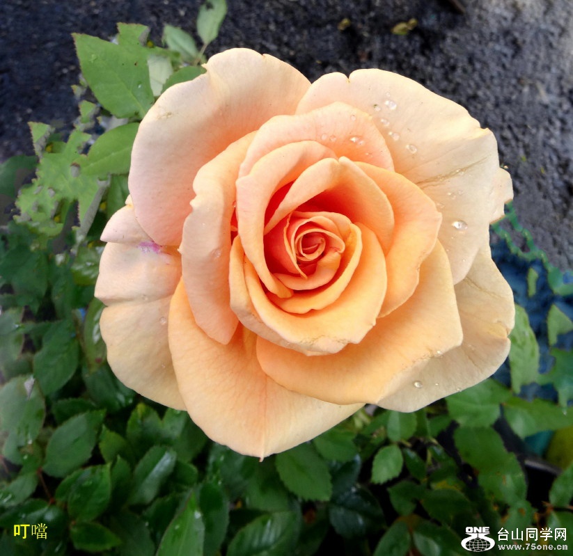 DSC032491_1.jpg