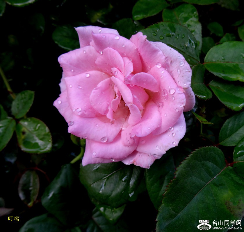 DSC03244b_1.jpg