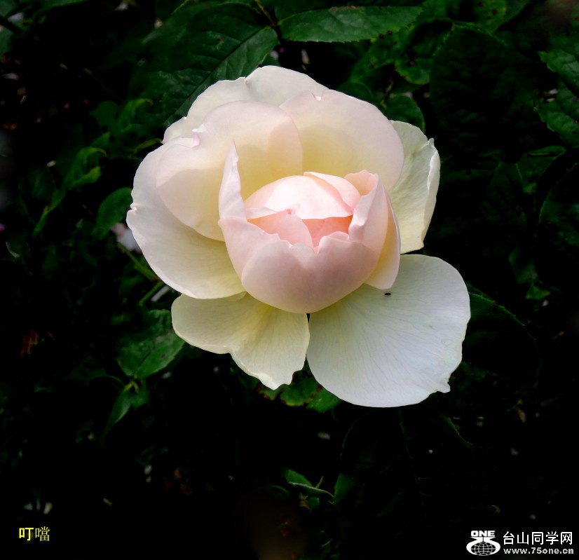 DSC02808b_1.jpg